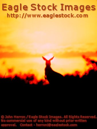 Picture of Kangaroo with Australia Sunset  #kang01-027 - Dramatic kangaroo picture.  Order your 11x14" print of this beautiful image today.